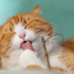 Ways to Treat Common Cat Injuries and Illnesses