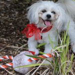 Tips to Increase Your Dog Popularity on Social Media