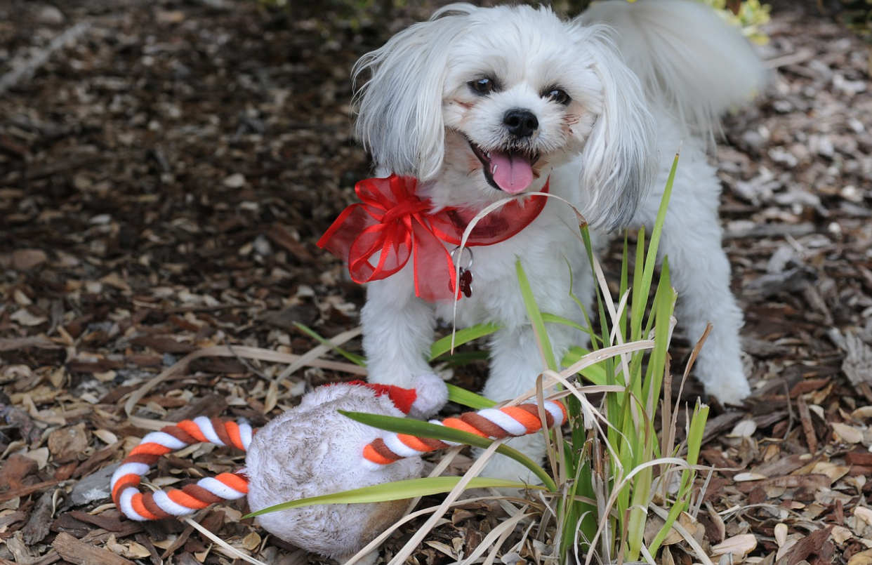 Tips to Increase Your Dog Popularity on Social Media